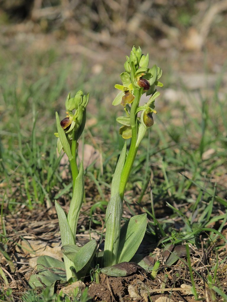 Ophrys virescens